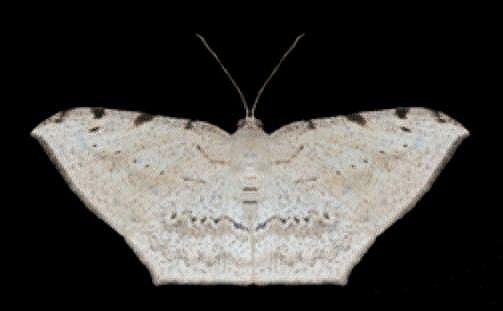 Probithia perichila
