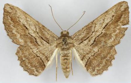 Syneora praecisa