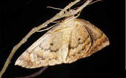Idiodes prionosema