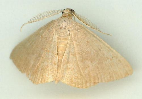 Laophia sabulicolor