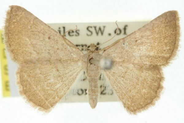 Laophia sabulicolor