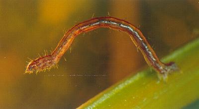 Idiodes siculoides
