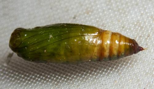 Casbia tanaoctena