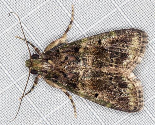 Orthaga atribasalis