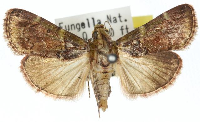 Orthaga atribasalis