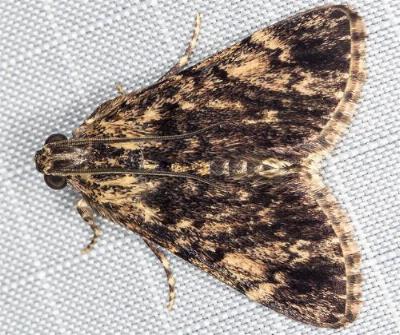Salma cinerascens