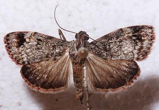Stericta concisella