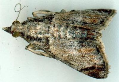 Enchesphora nubilalis