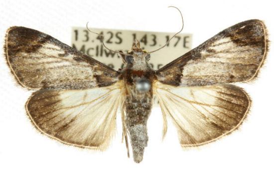 Enchesphora nubilalis