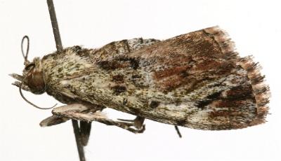 Enchesphora recurvalis