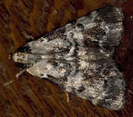 Orthaga rubridiscalis