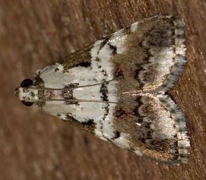 Orthaga rubridiscalis