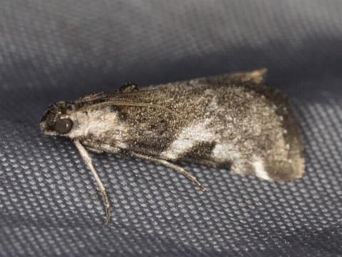 Astrapometis saburalis