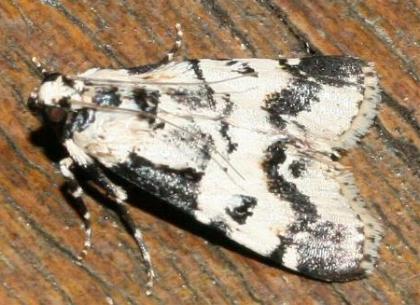 Orthaga seminivea