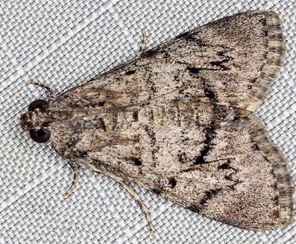 Enchesphora streptomela