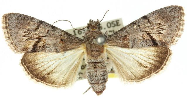 Enchesphora streptomela