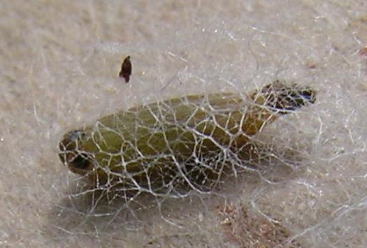 Paraepermenia santaliella cocoon and pupa