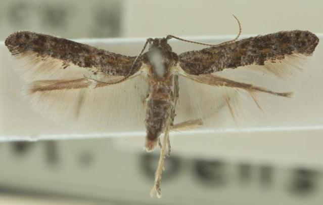 Paraepermenia santaliella adult natural posture