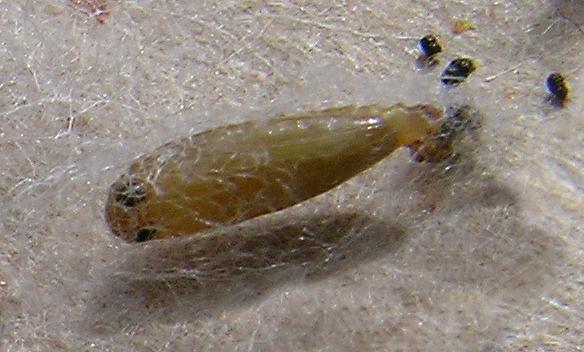Paraepermenia santaliella cocoon and pupa