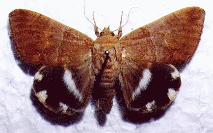 Achaea argilla