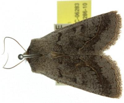 Pantydia canescens