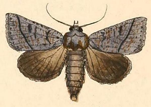 Pantydia canescens