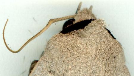 Pantydia capistrata