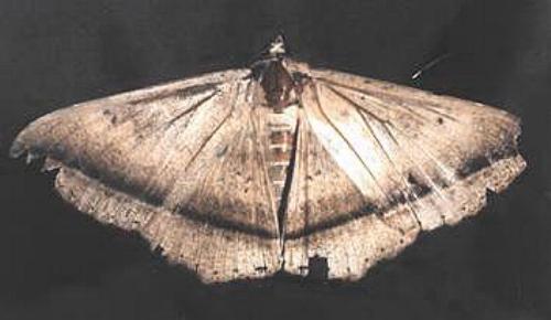 Hulodes caranea