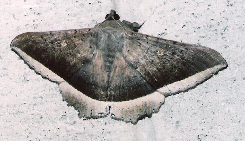 Hulodes caranea