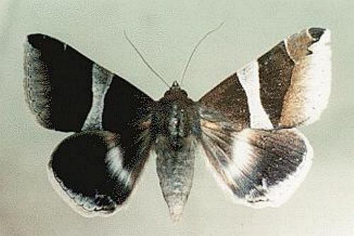 Dysgonia constricta
