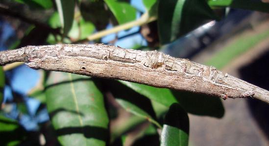 Ophiusa disjungens larva