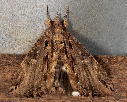 Ercheia dubia