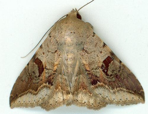 Ericeia goniosema