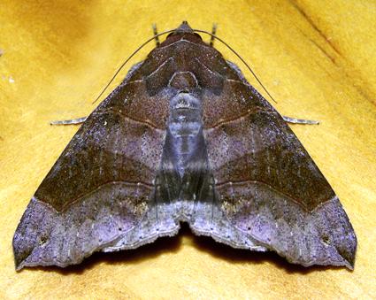 Dysgonia hamatilis
