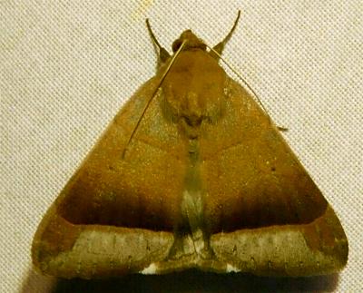 Bastilla hicanora