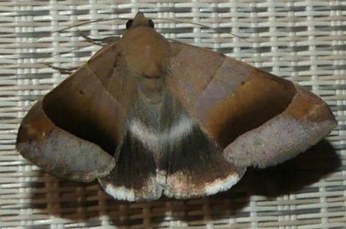 Bastilla hicanora