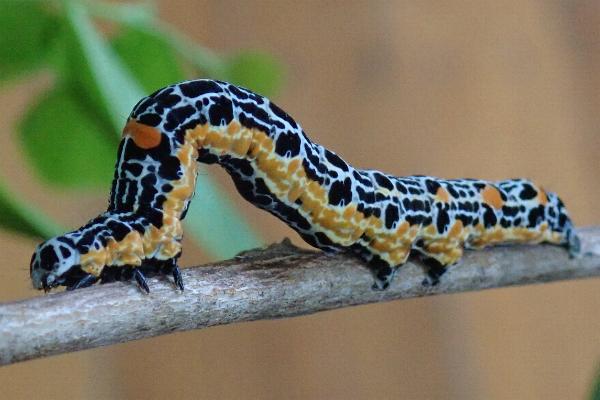Buzara infractafinis