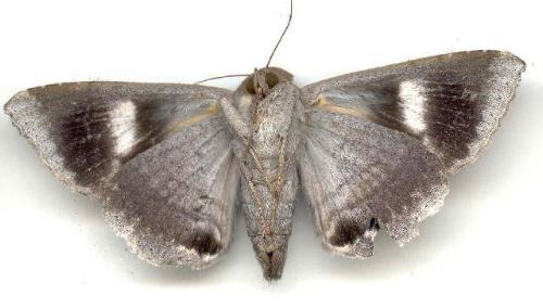 Achaea janata