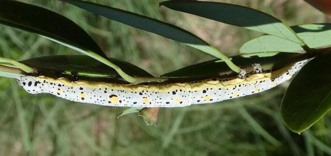 Buzara latizona