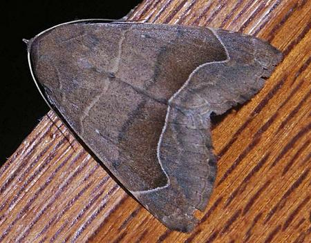 Dysgonia monogona