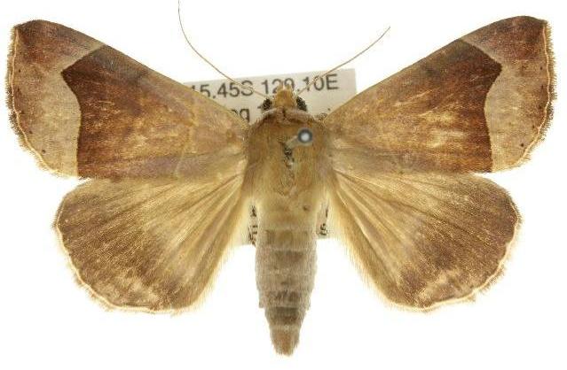 Dysgonia monogona