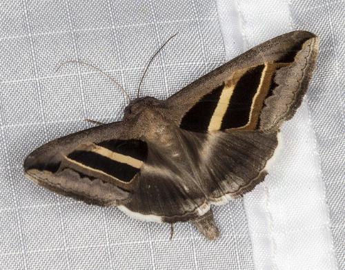 Grammodes occulta