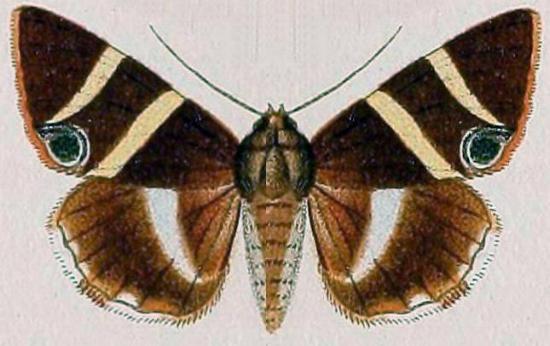 Grammodes ocellata