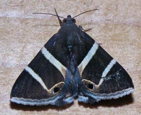 Grammodes oculata