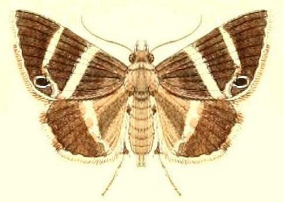 Grammodes oculata