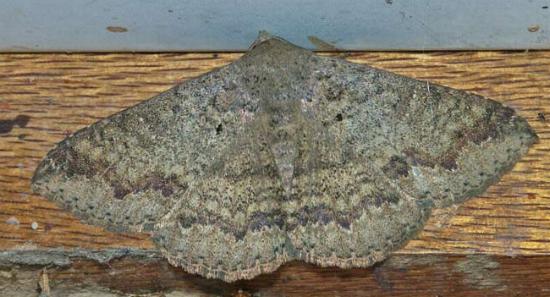 Ericeia plaesiodes