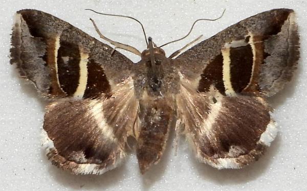 Grammodes quaesita