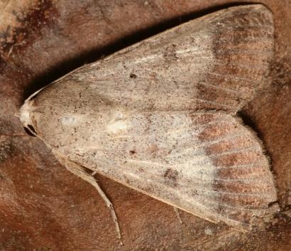 Pandesma quenavadi
