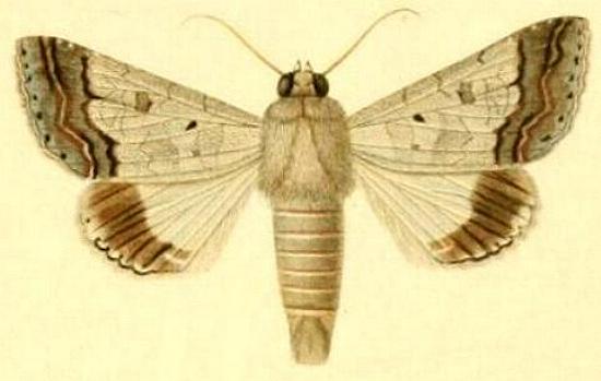Pandesma quenavadi