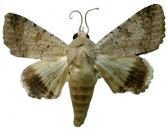 Pandesma quenavadi
